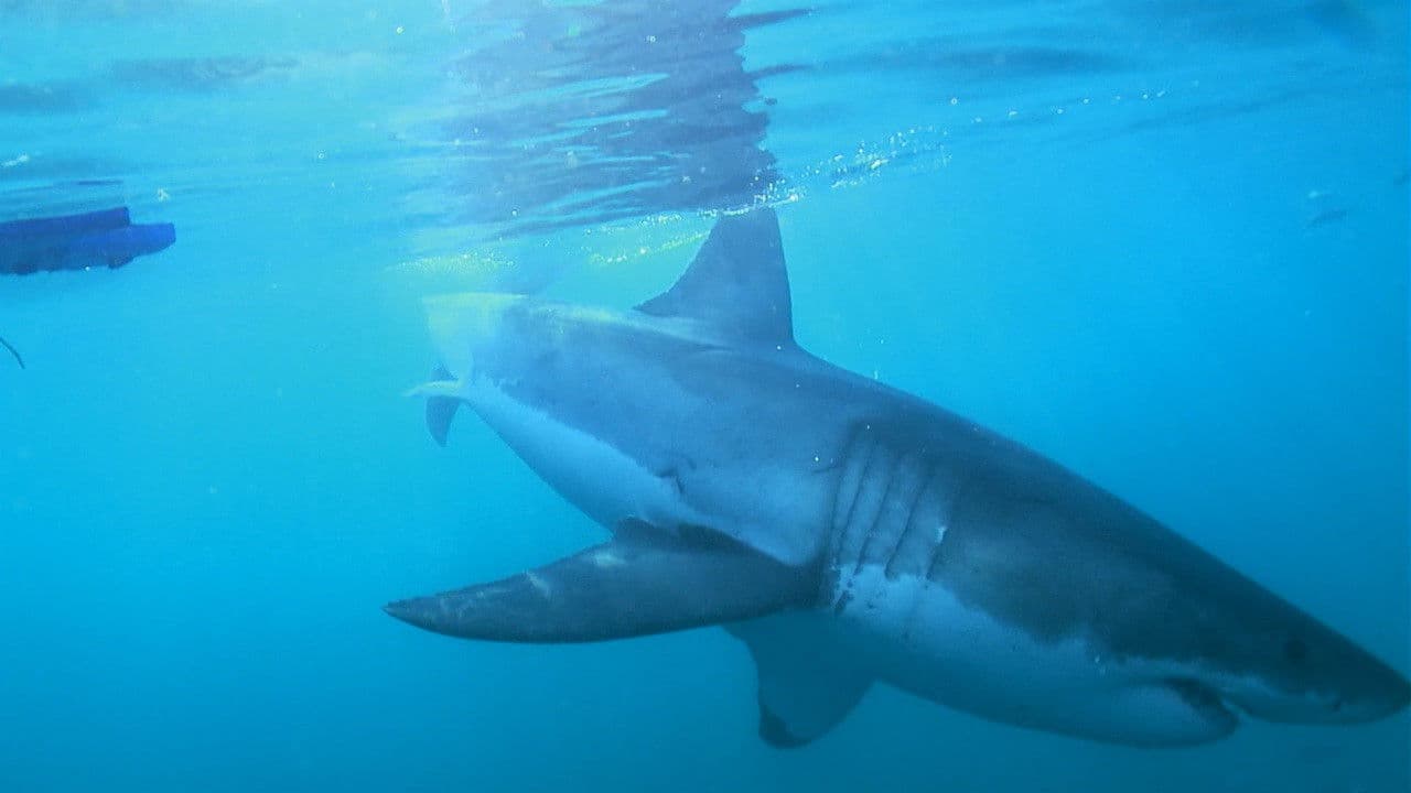 Magic of Big Blue: Geheimnisse der Ozeane