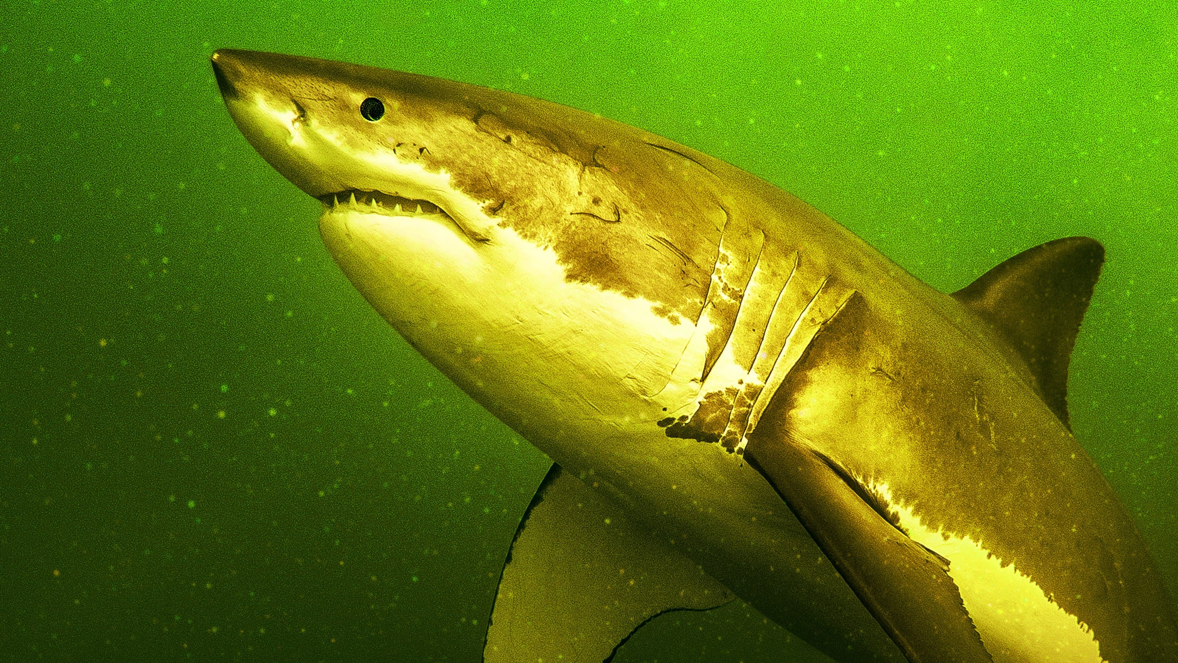 Die Rückkehr der Weißen Haie