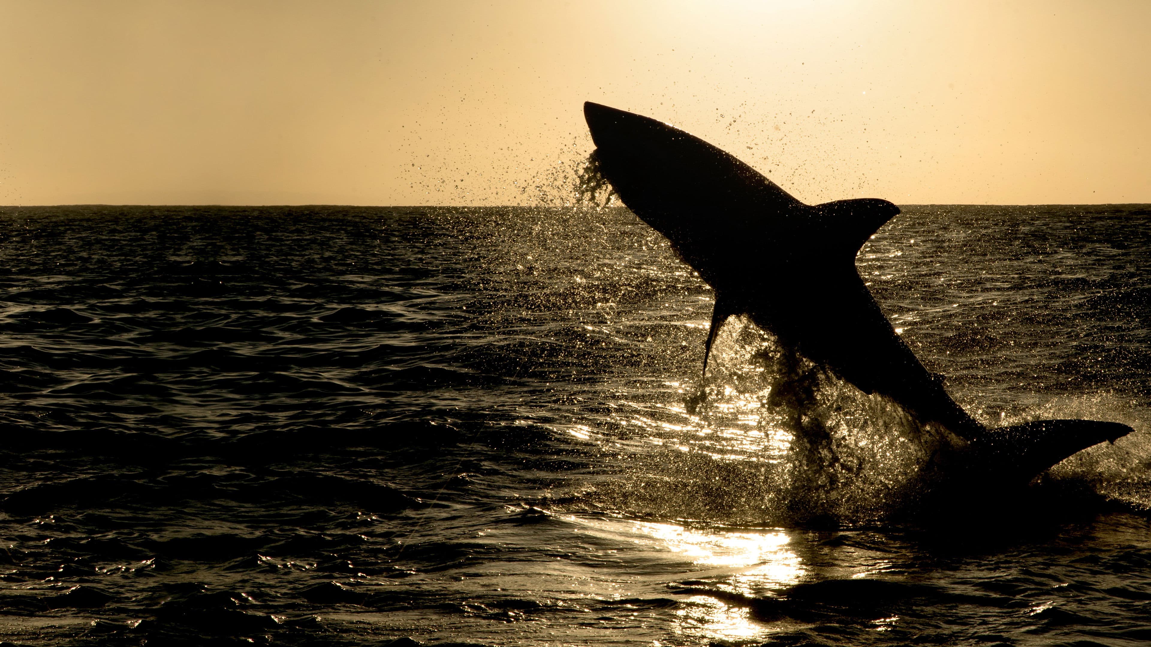 Im Reich der Riesenhaie