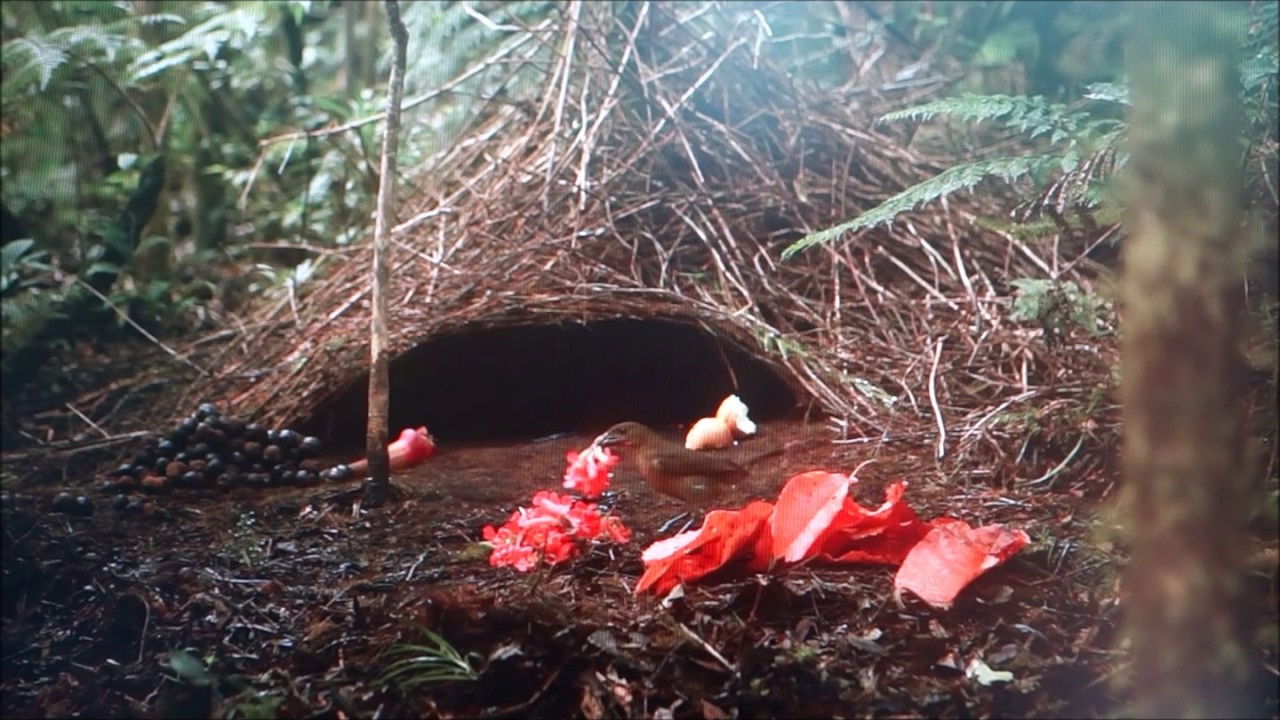 Baumeister des Tierreichs