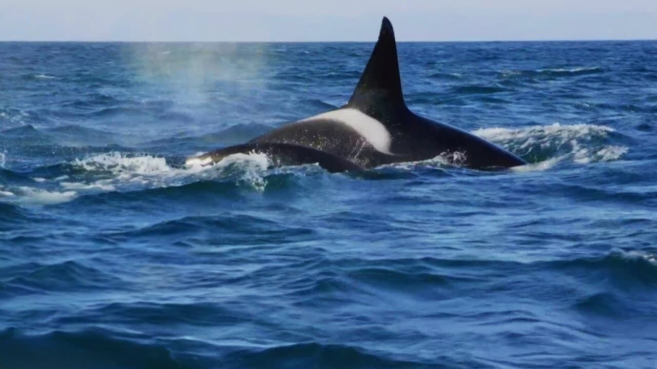 Orcas Beutezug vor Südafrika