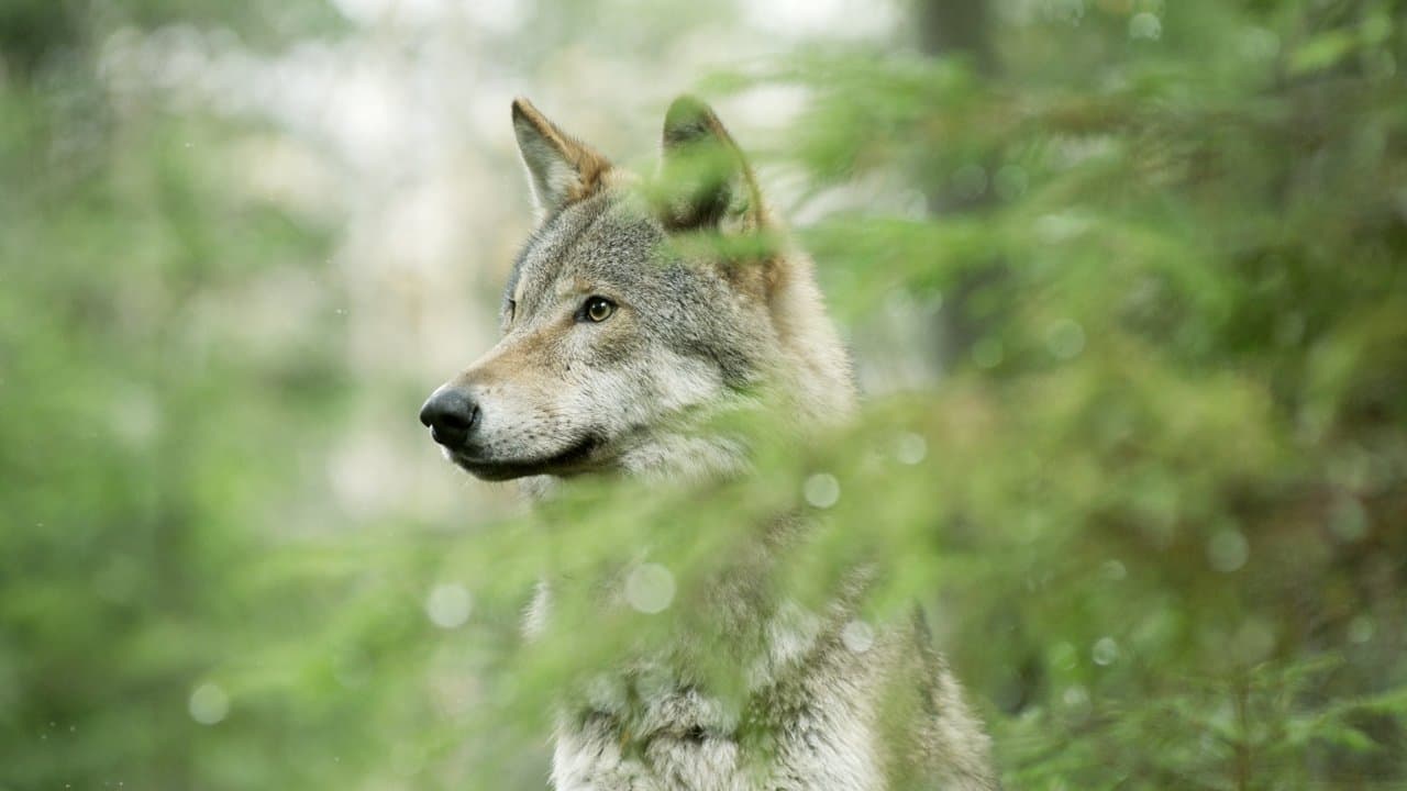 Wilder Grenzgänger - Der Wolf ist zurück