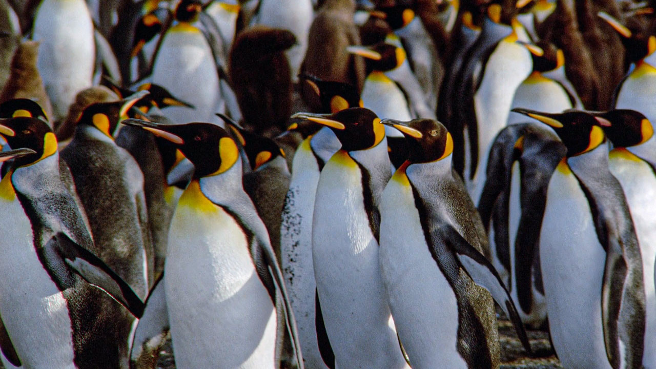 Der Kongress der Pinguine