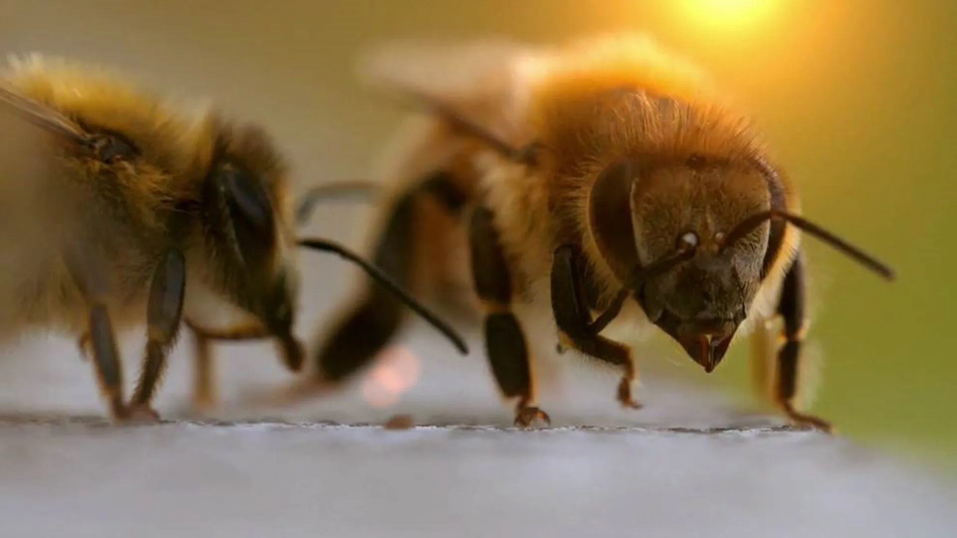 Die Bienenflüsterer