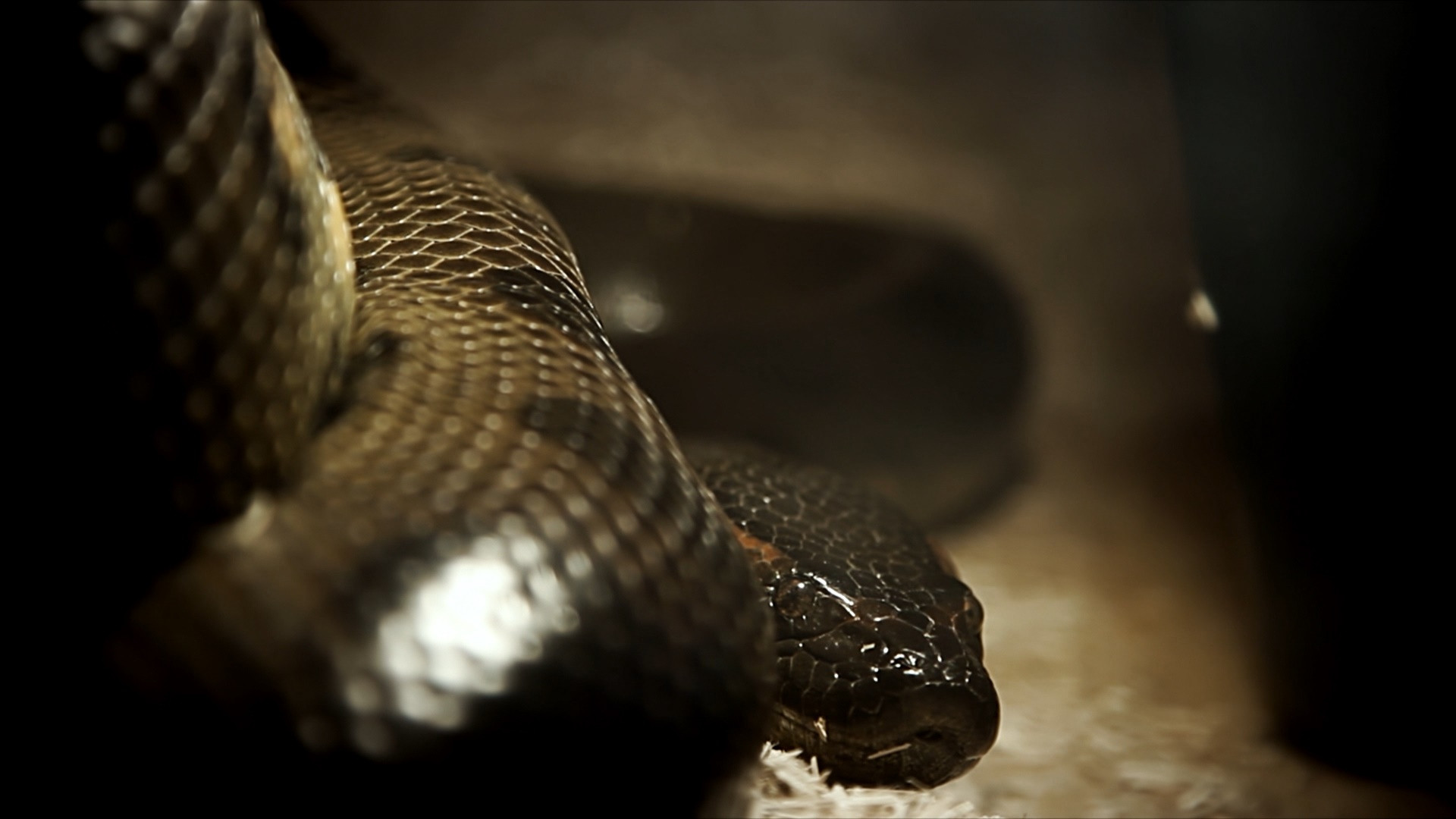 Lektion der Unvernunft