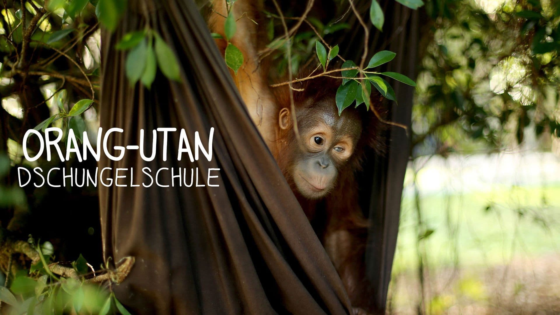 Orangutan Jungle School – Kindergarten mal anders
