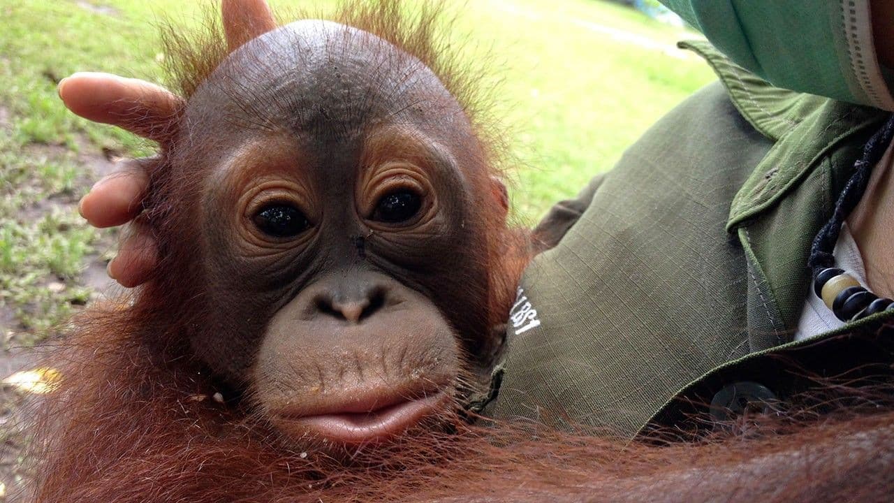 Wildes Borneo: Orang-Utan Rettung
