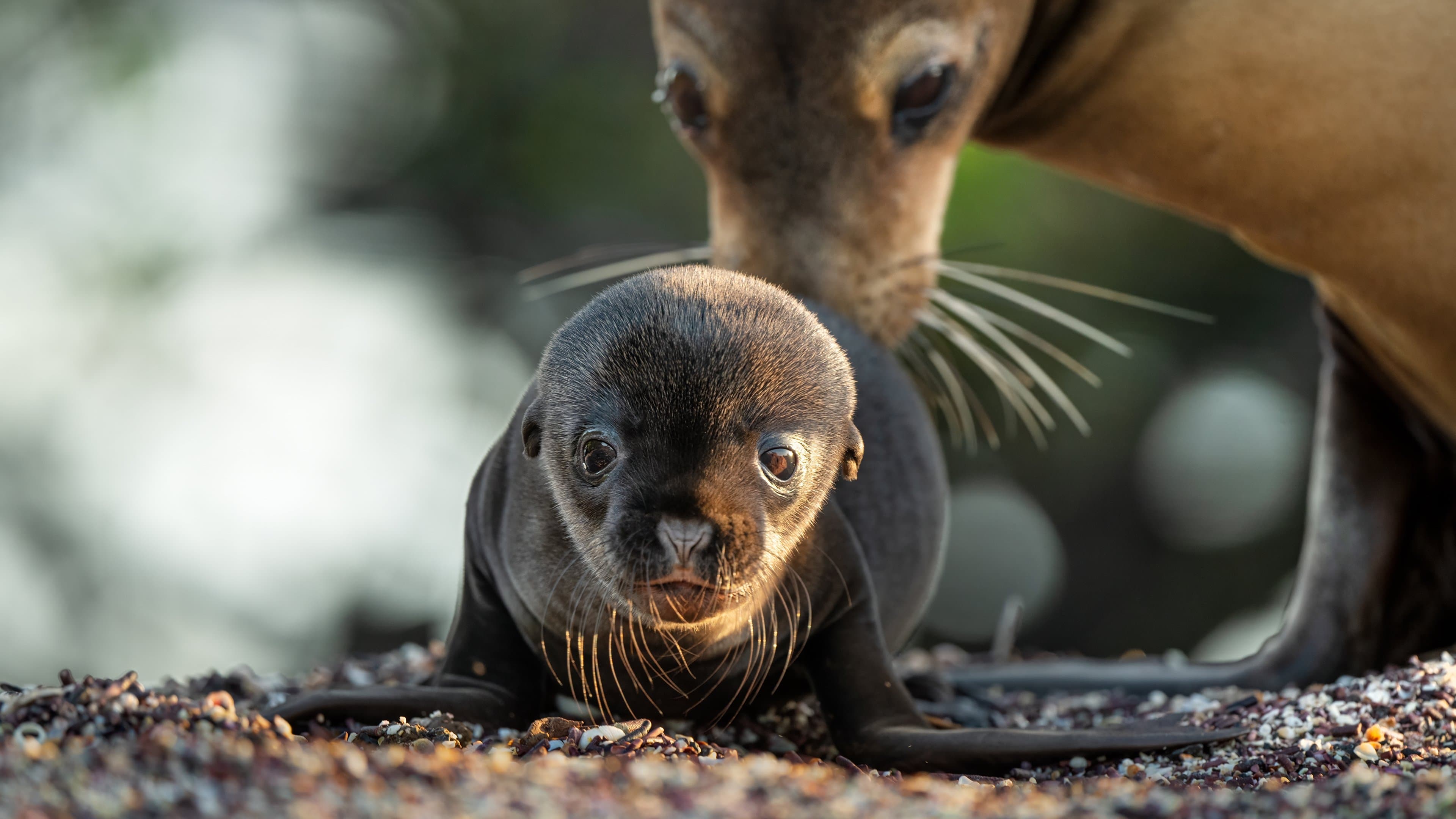 Seelöwen auf Galapagos