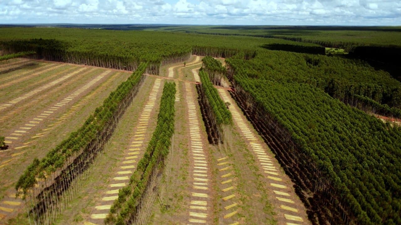 Retten Bäume den Planeten