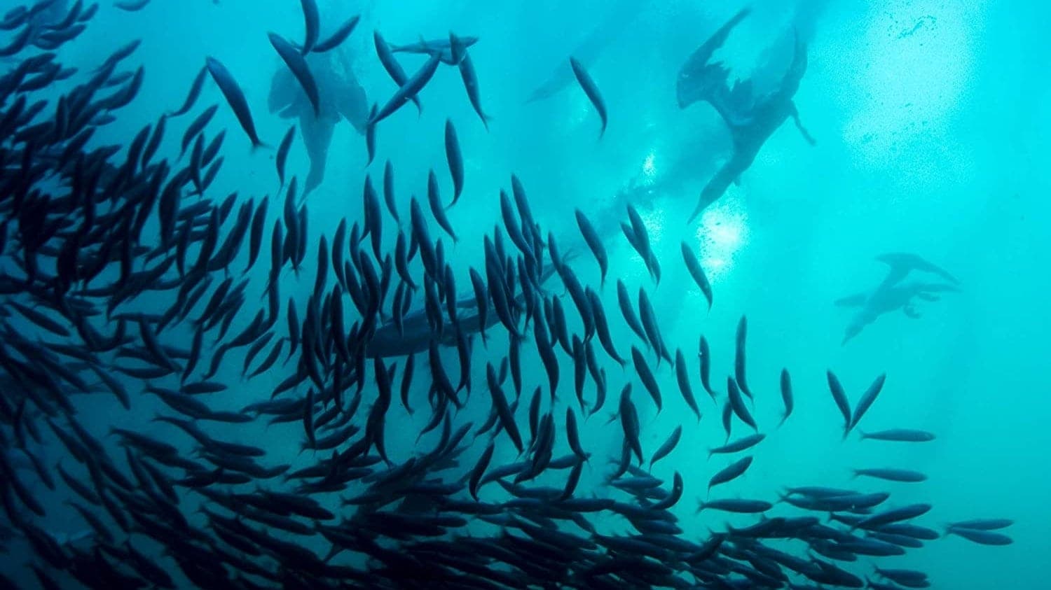 IMAX: Wild Ocean 3D - Überlebenskampf unter Wasser