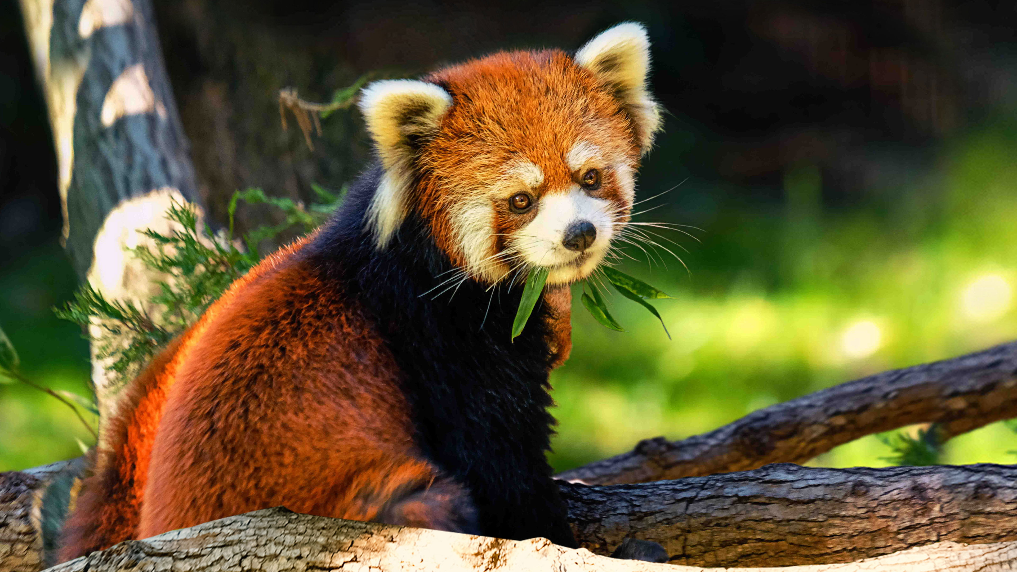 Bronx Zoo - Tierpark der Superlative