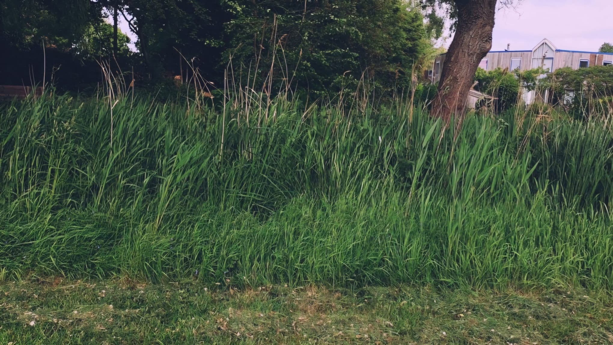 a very short film about toxic comic nerds