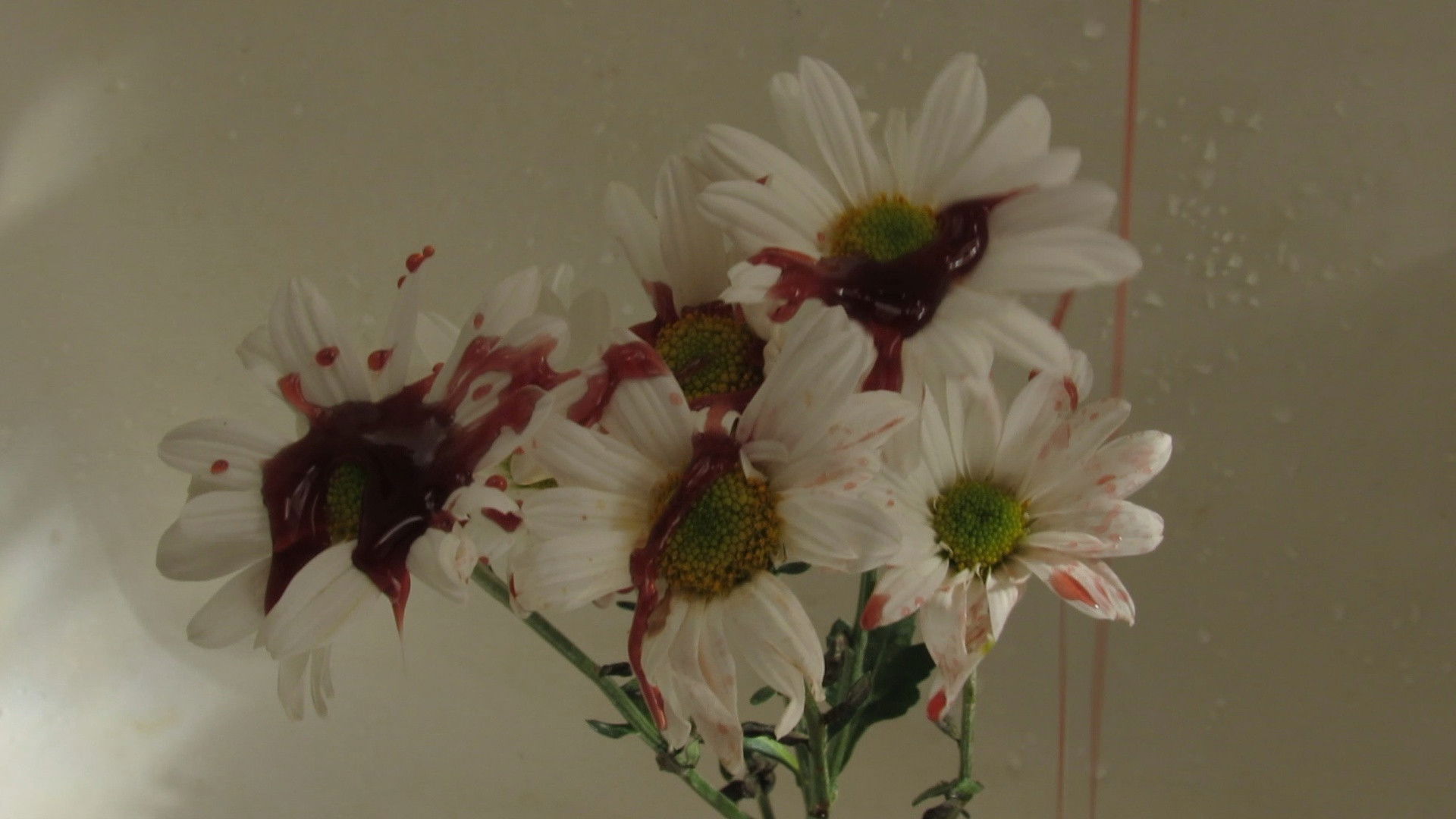 A Carcaça da La Ursa