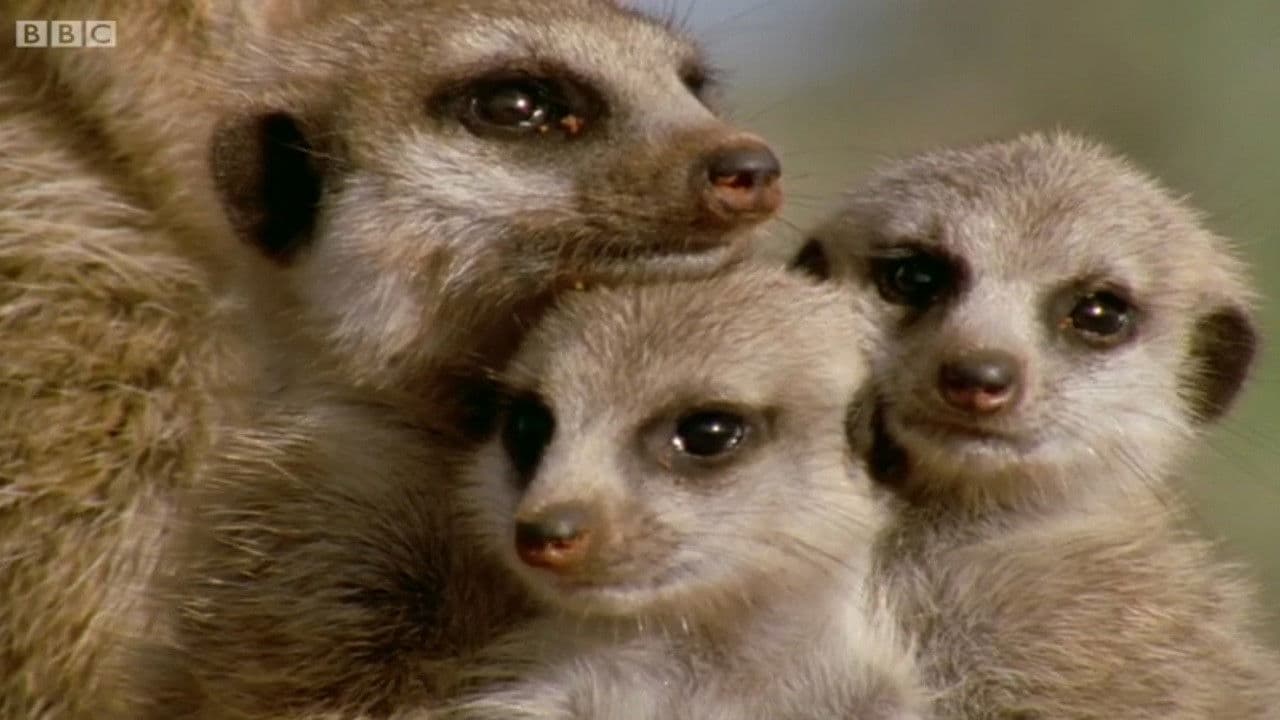 Animal Super Parents – Tierische Familienbande