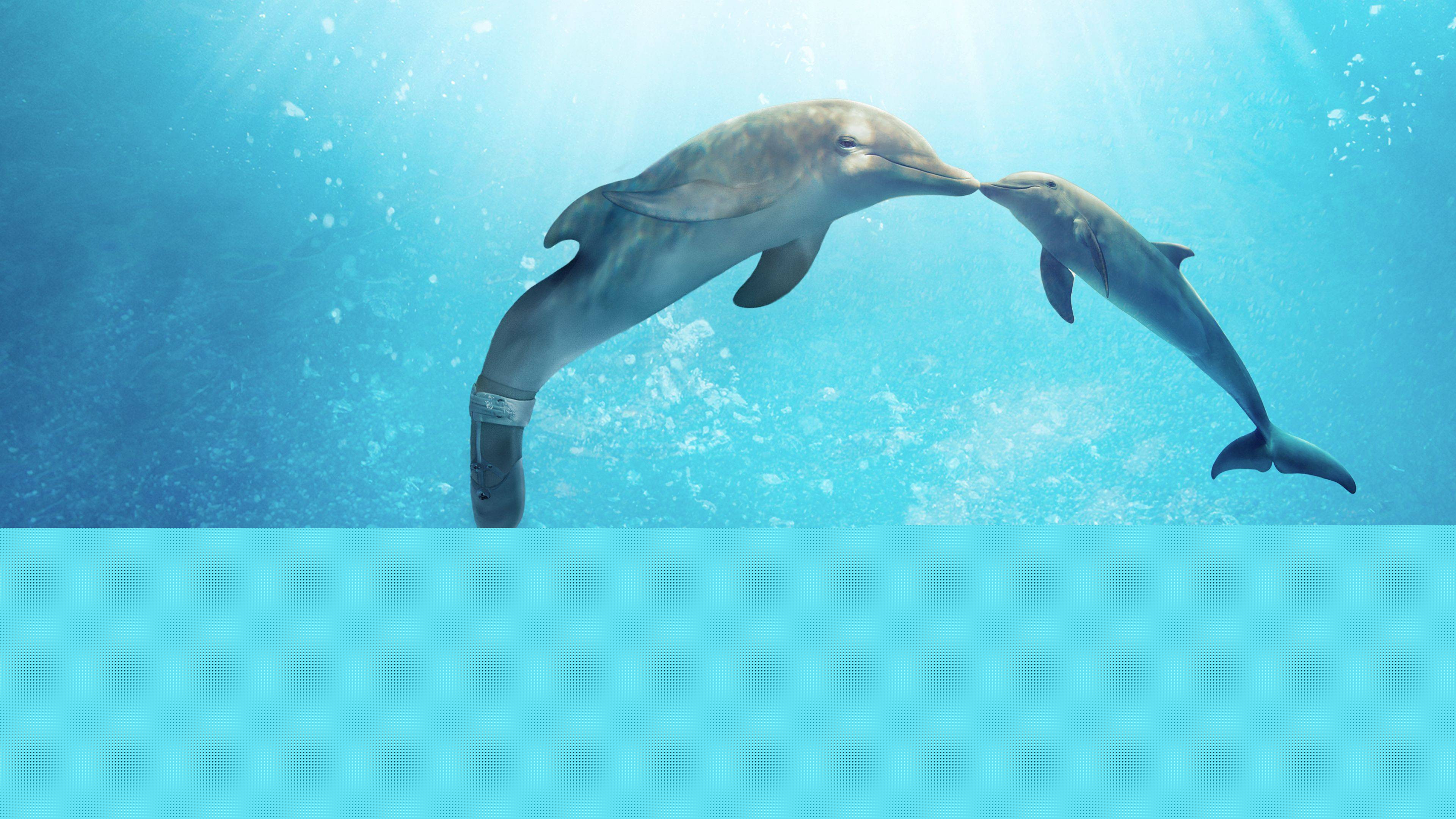 Mein Freund, der Delfin 2