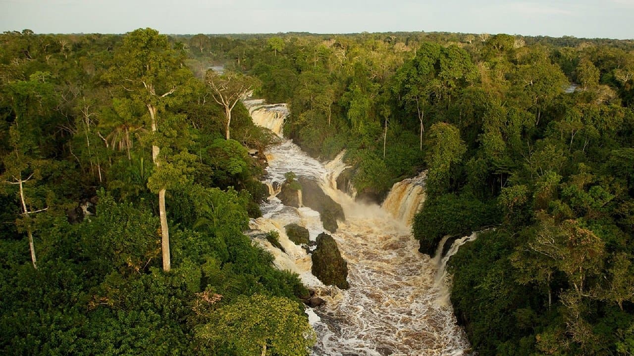 Das Geheimnis der Bäume