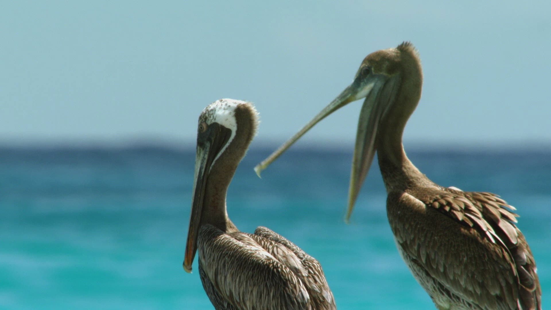 Kuba - Im Rhythmus der Natur