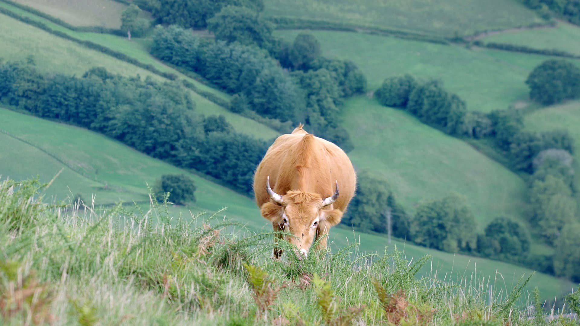 Meuh! L’épopée des cornes
