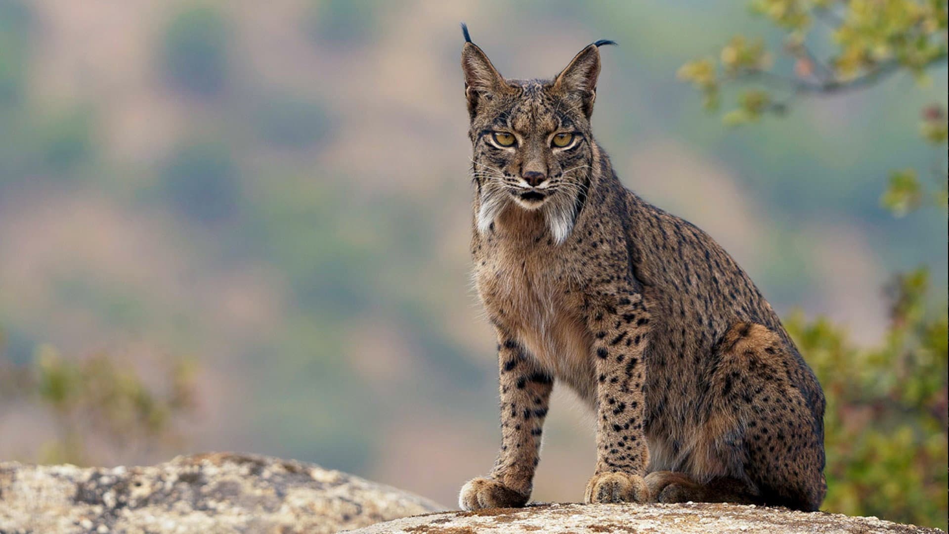 Dehesa: Spaniens Serengeti