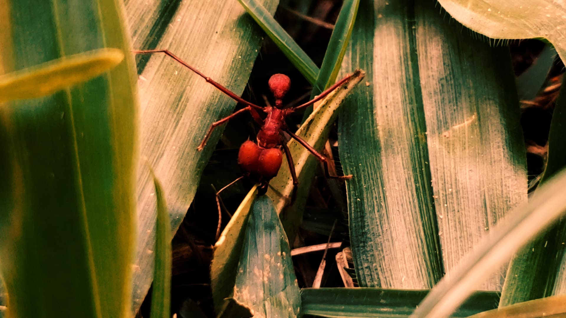 República das Saúvas