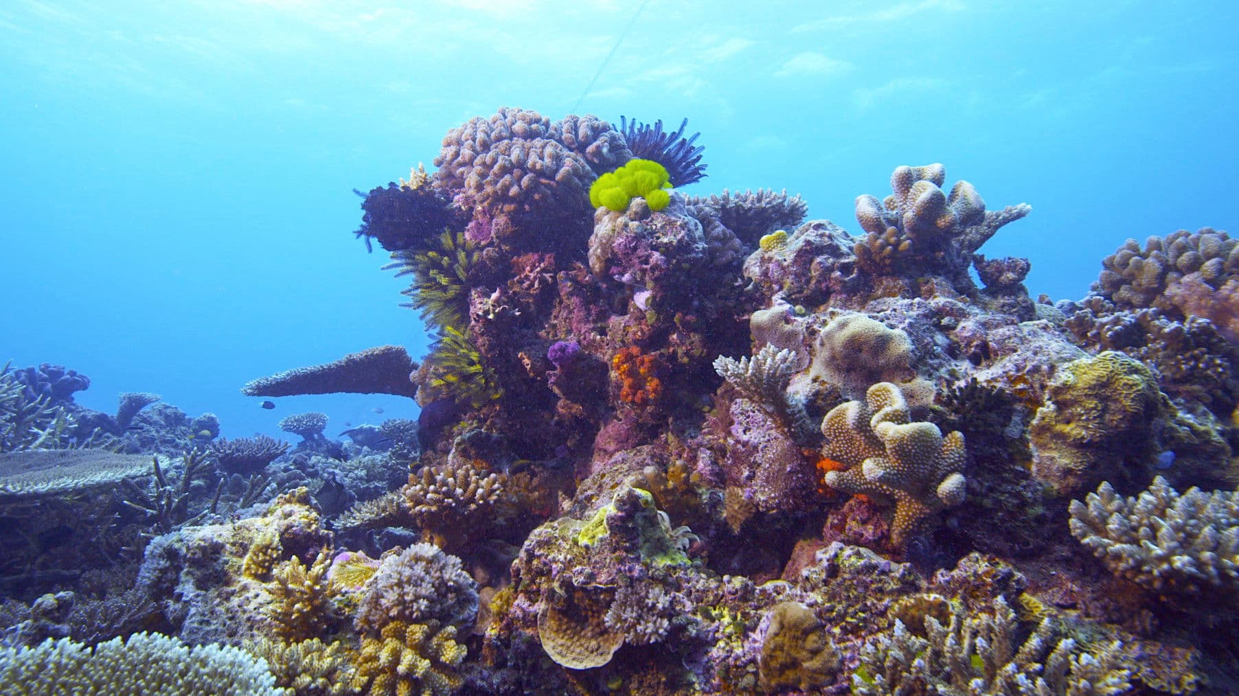Die Rettung der Korallen