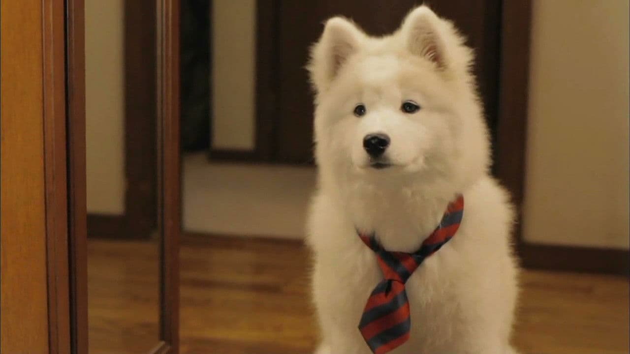 犬飼さんちの犬