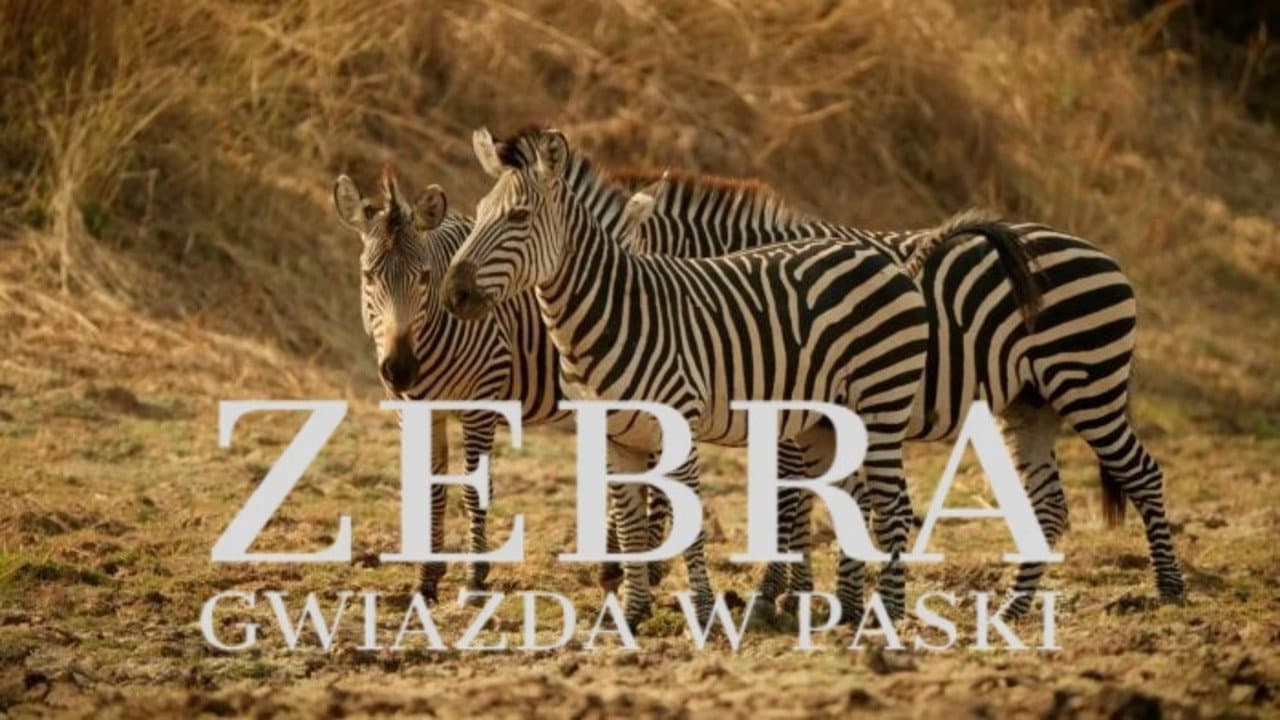 Zebras der Serengeti