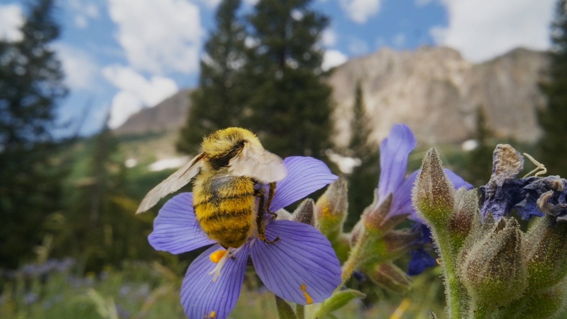 Insekten - Die heimlichen Herrscher