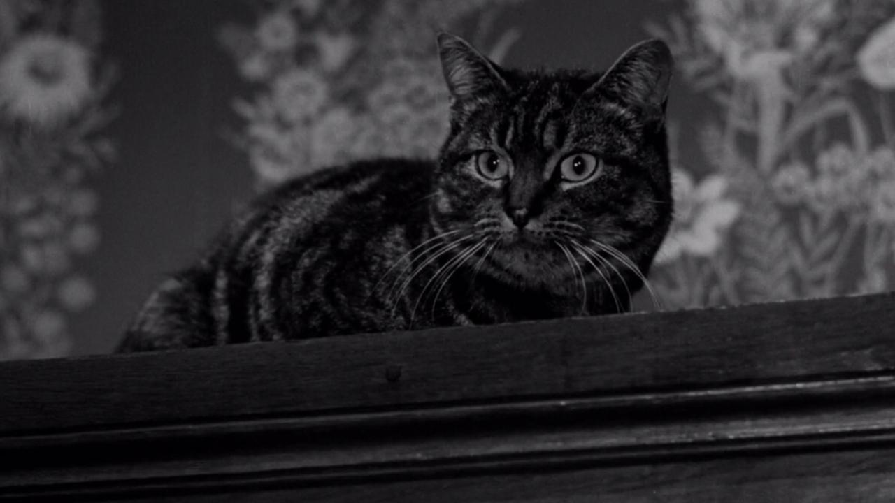 Schatten einer Katze