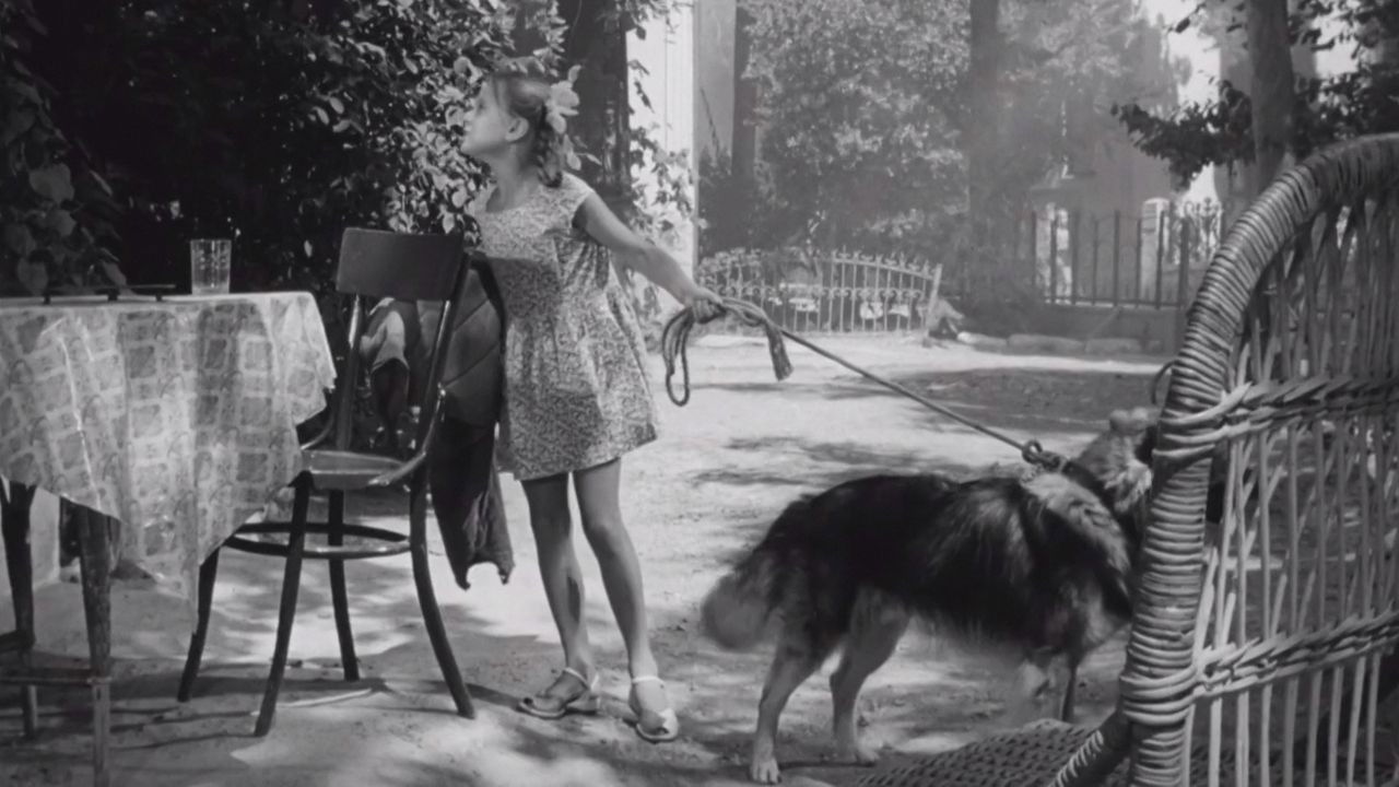 Дрессировщики