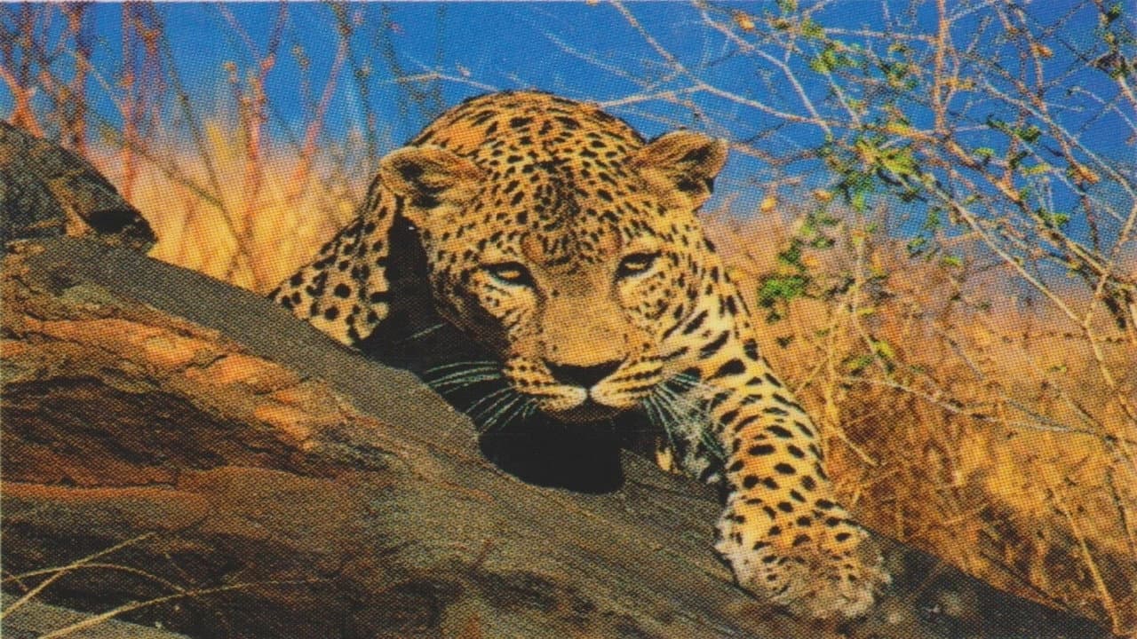 Die Superkatze der Kalahari. Natural killers - Raubtiere ganz nahe.