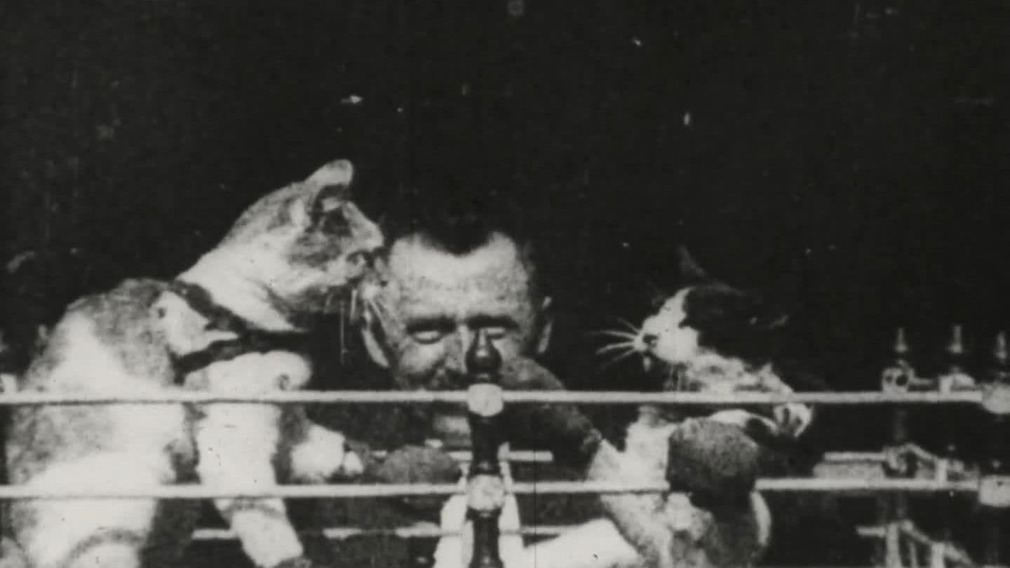 Prof. Welton's Boxing Cats