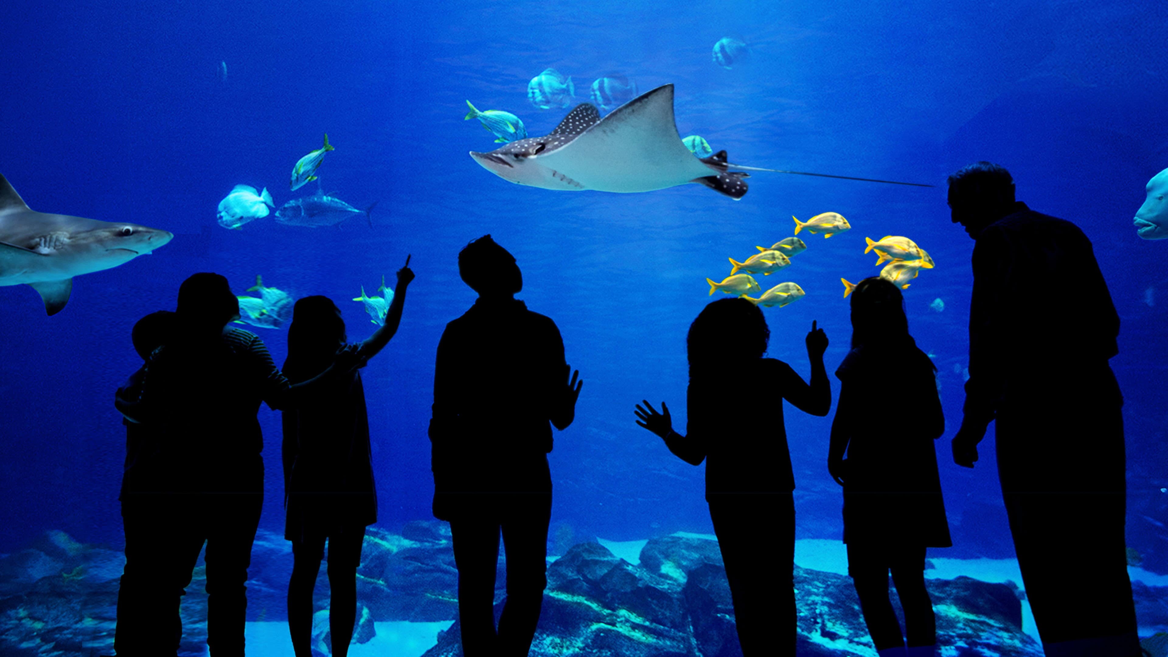 Das Atlanta-Aquarium