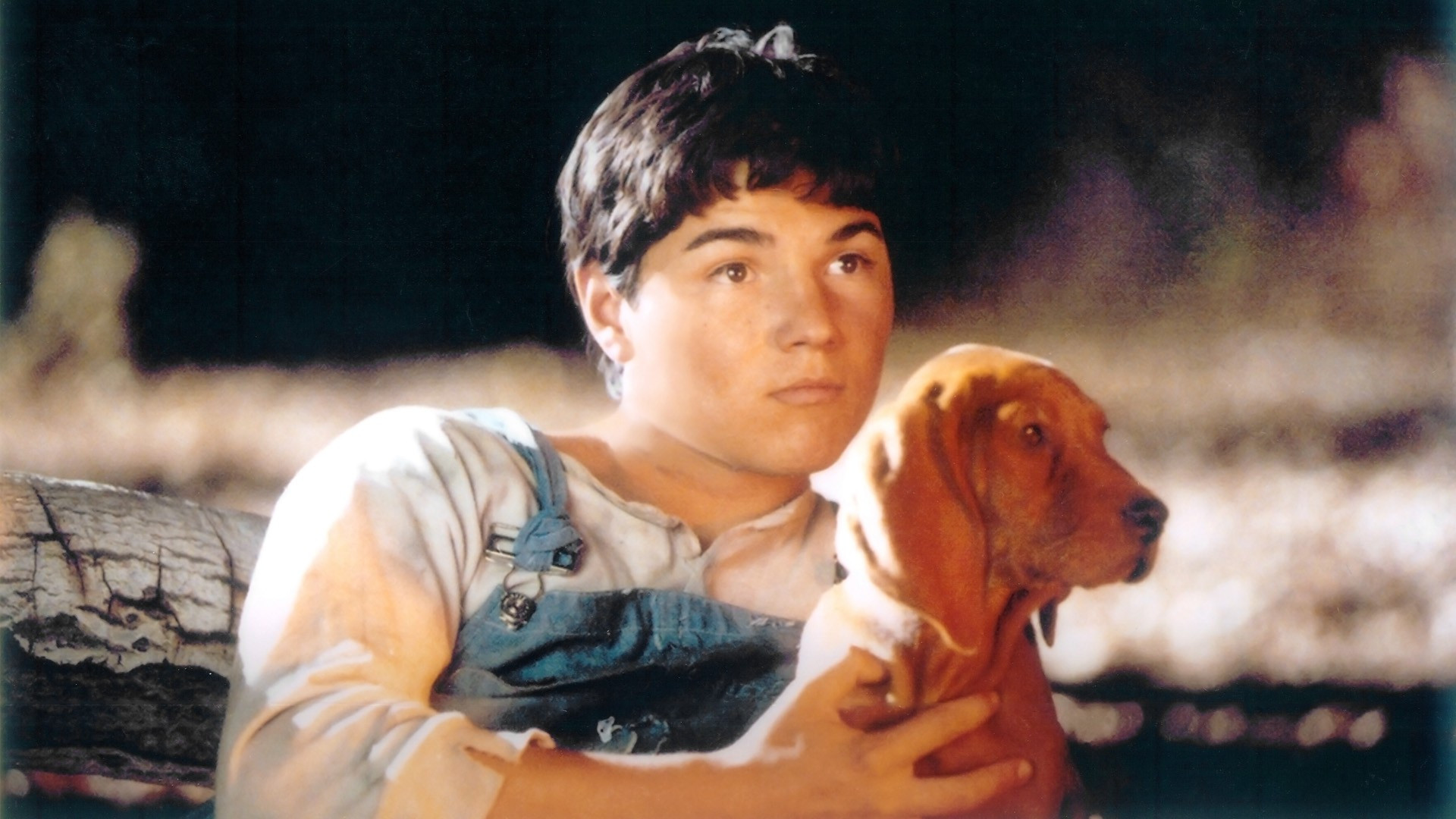 Wo der rote Farn wächst