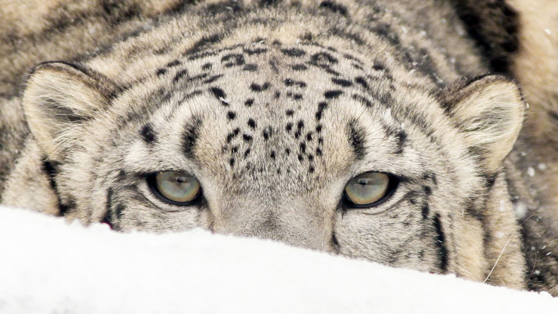 Himalaya - Heimat der Schneeleoparden