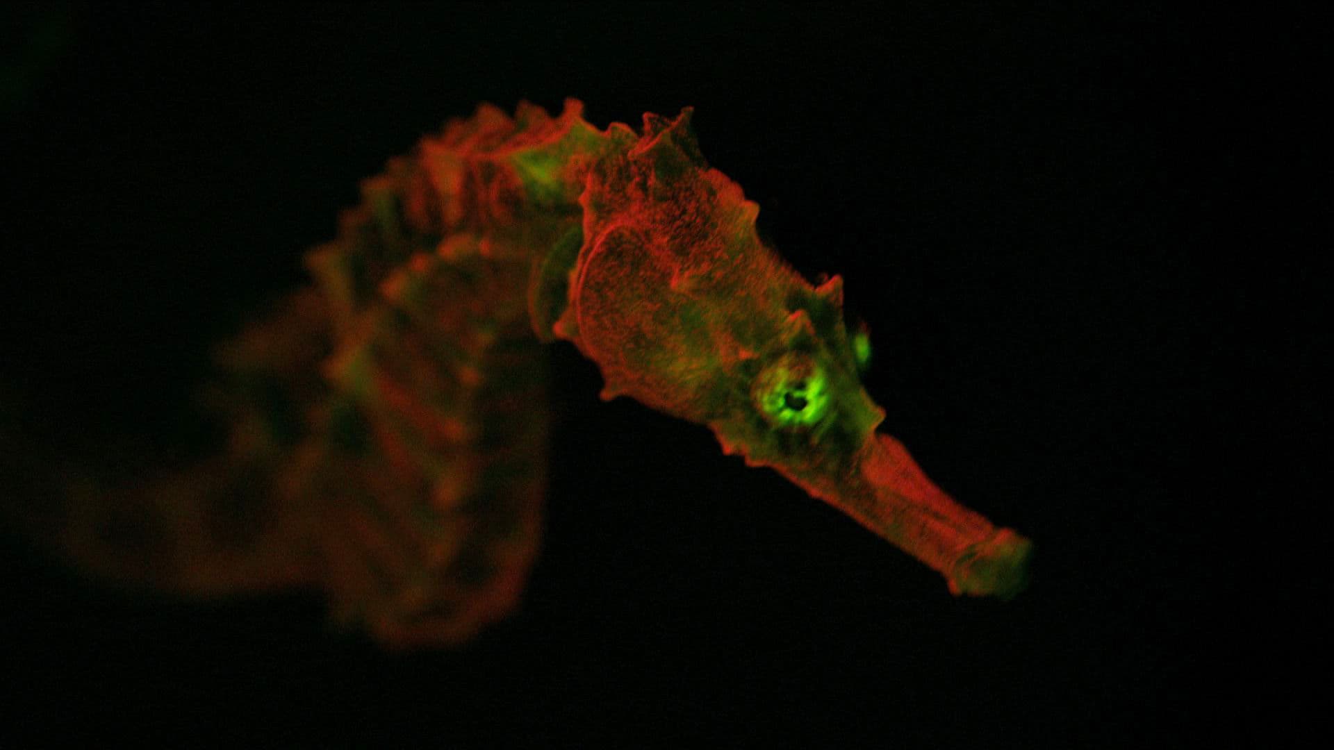 Faszinierende Leuchttiere