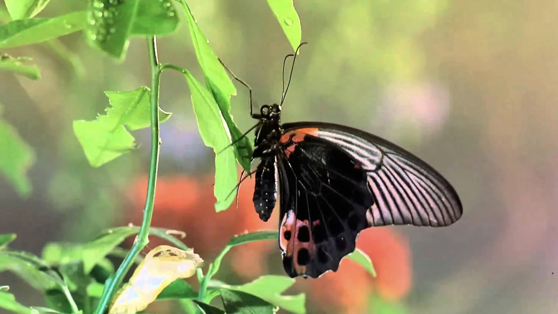 Bugs! Abenteuer Regenwald 3D