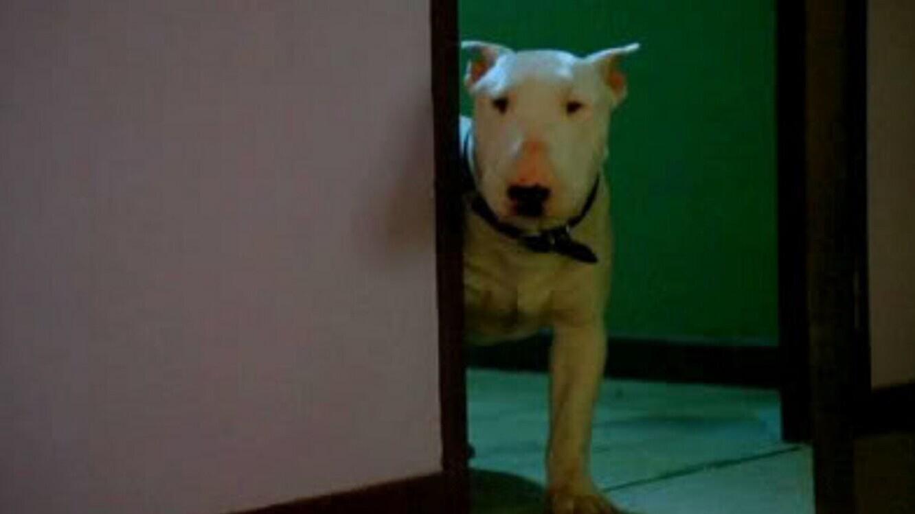 Bell mir das Lied vom Tod