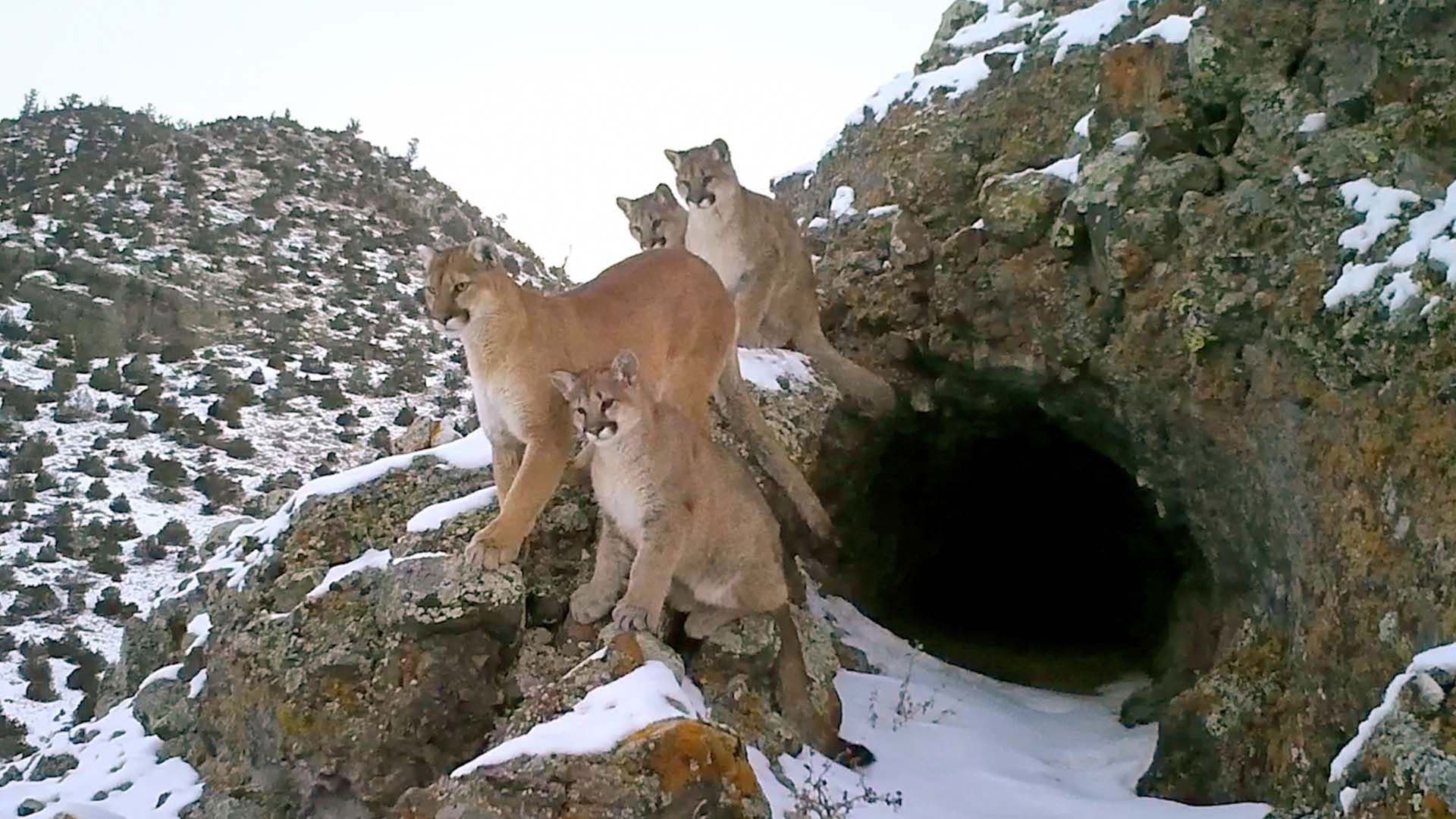 Pumas - Wild im Westen der USA