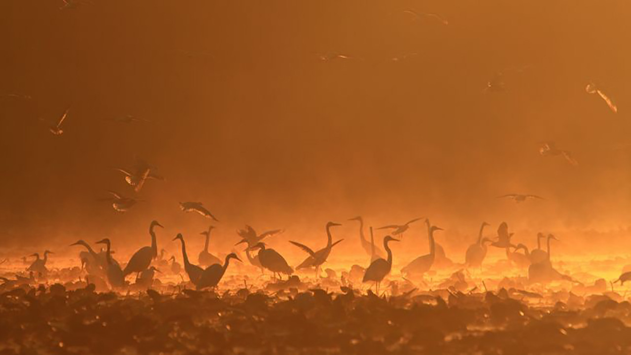 Gemenc - Árterek világa