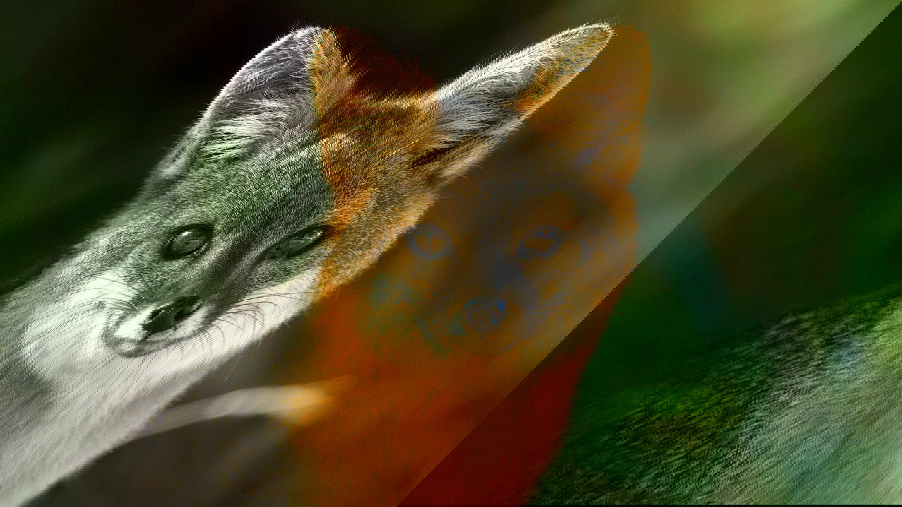 Amerikas Nationalparks