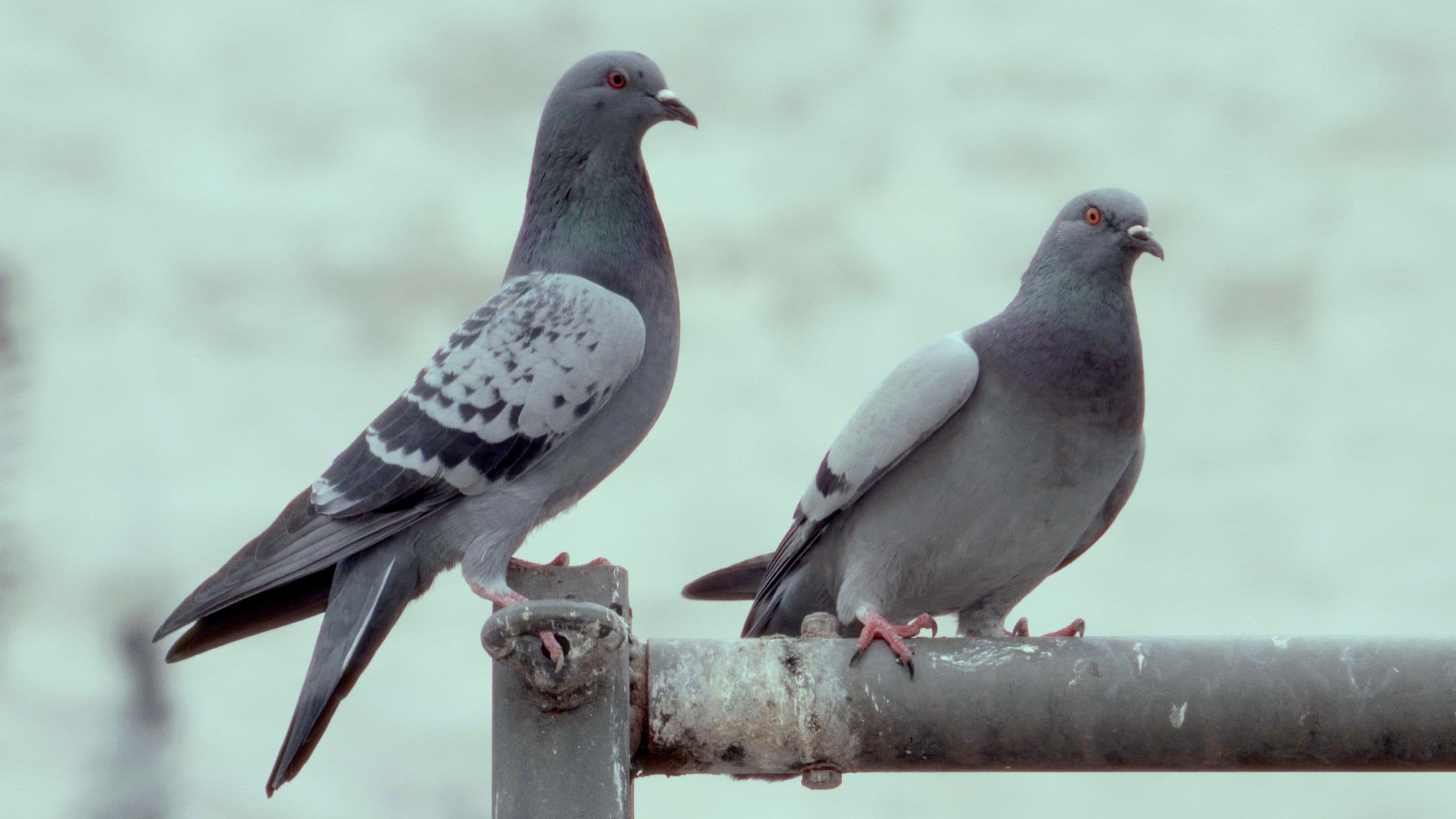 La danza de las palomas