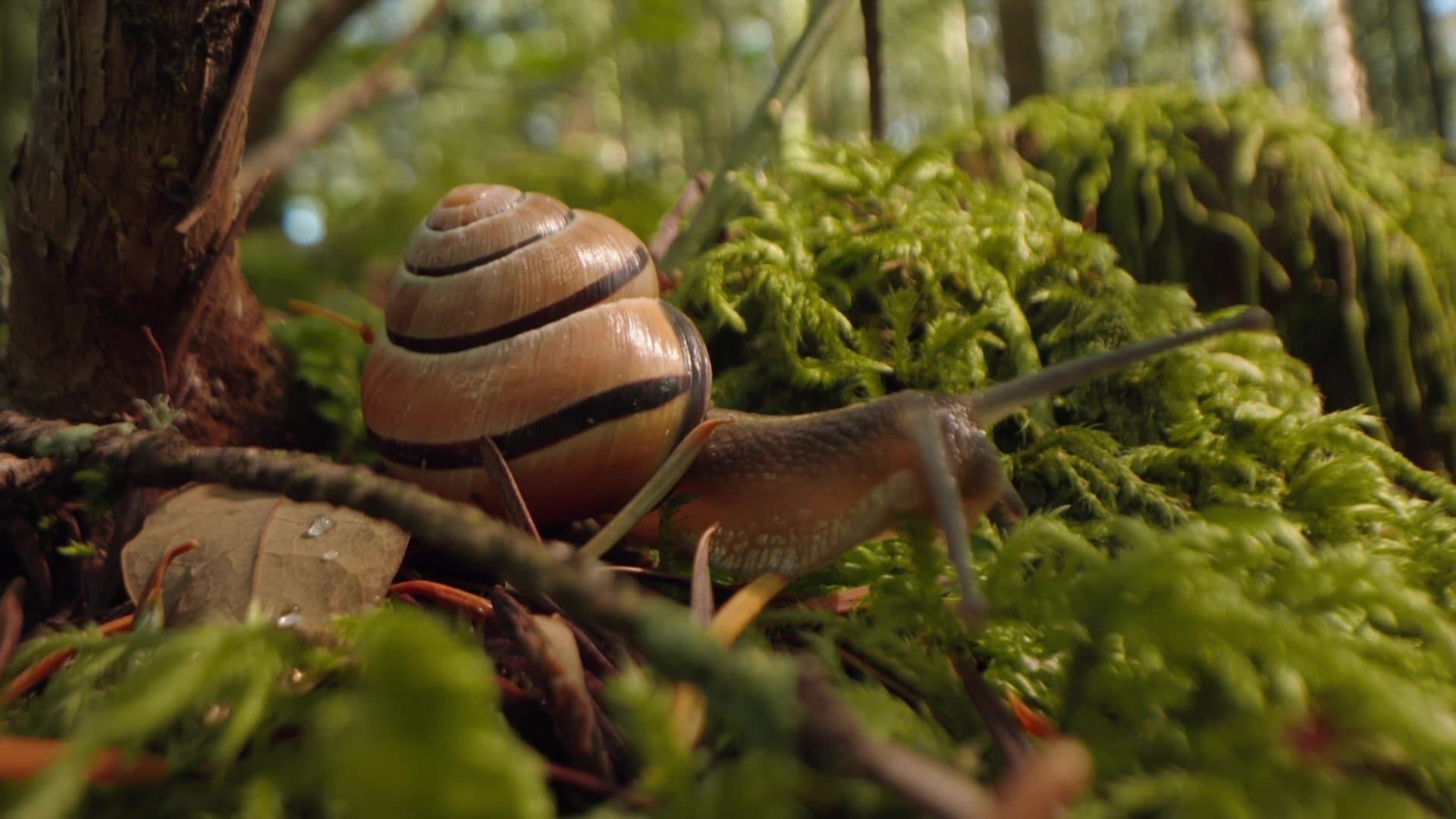 Éloge des animaux lents