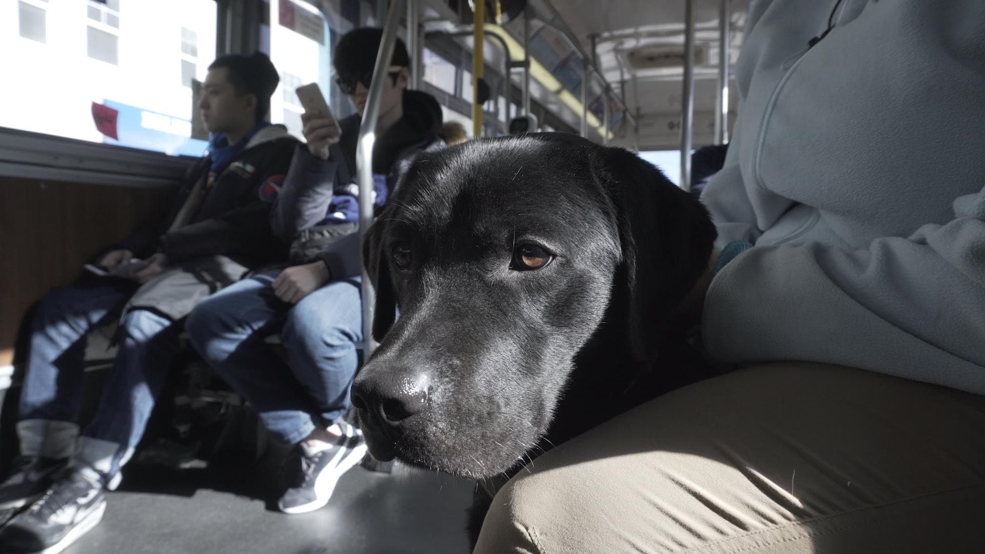 Vom Welpen zum Blindenhund