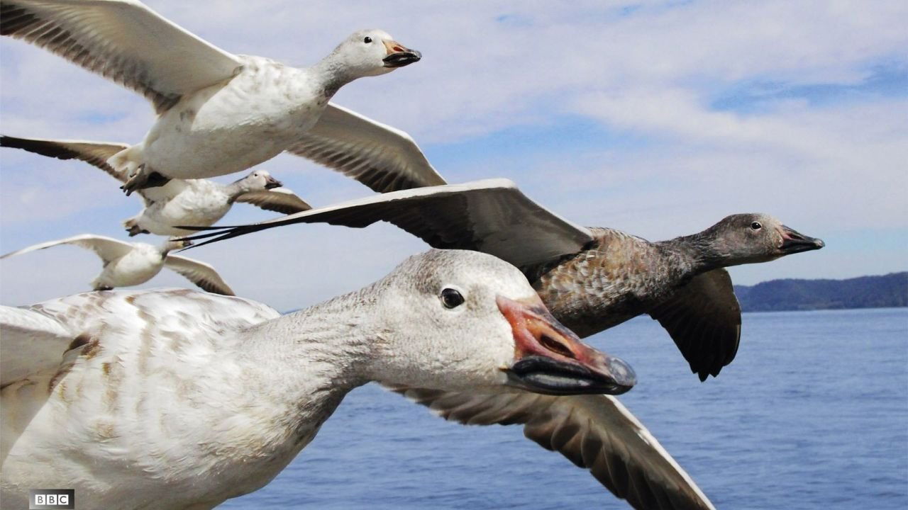 Die fantastische Reise der Vögel