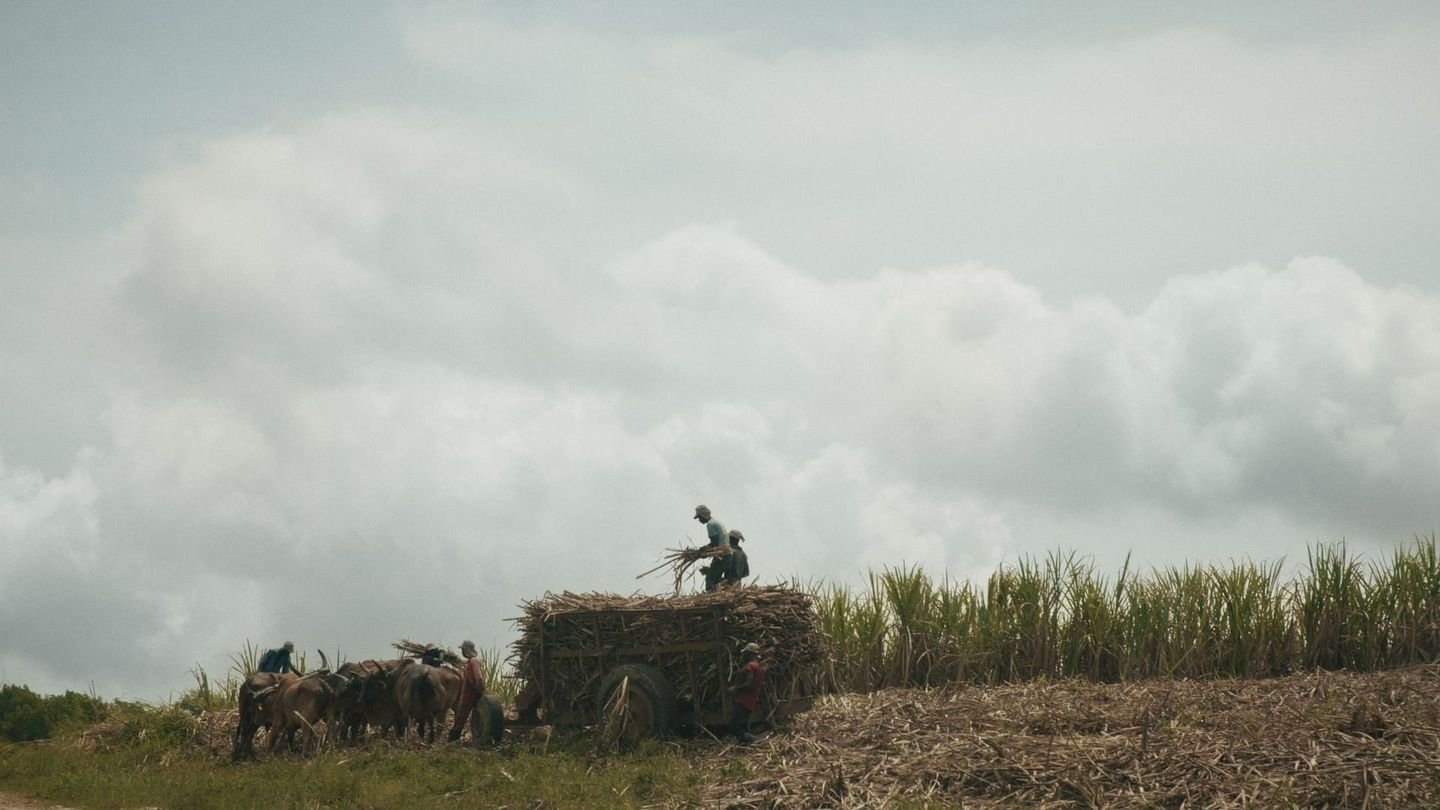Le sucre, pour la douceur et pour le pire
