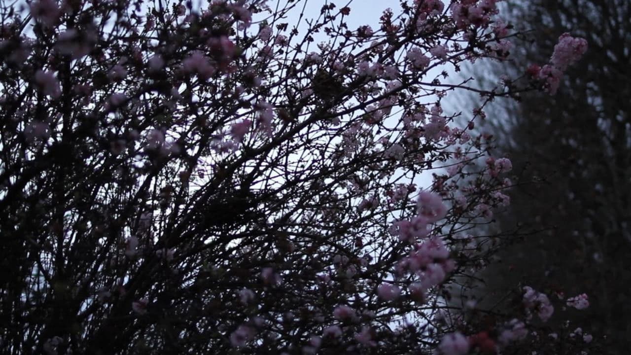 Il se peut que la beauté ait renforcé notre résolution - Masao Adachi