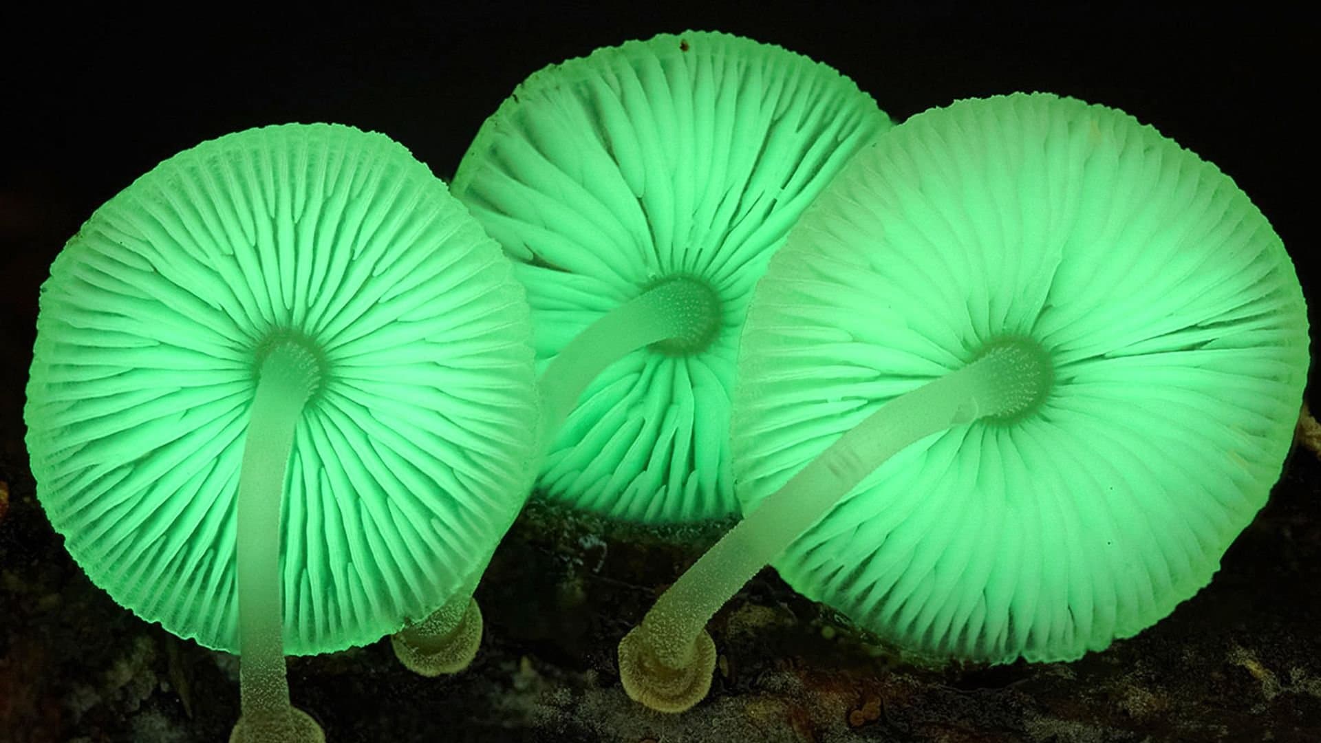 Im Königreich der Pilze