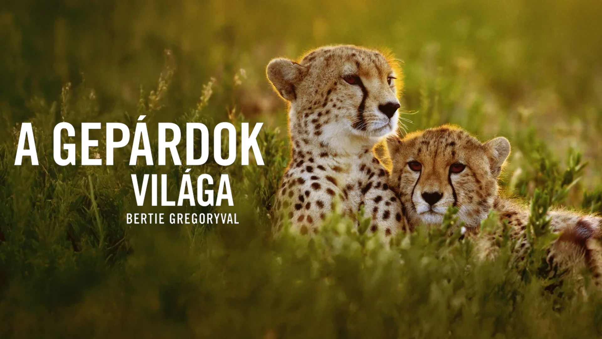 Geparde hautnah mit Bertie Gregory