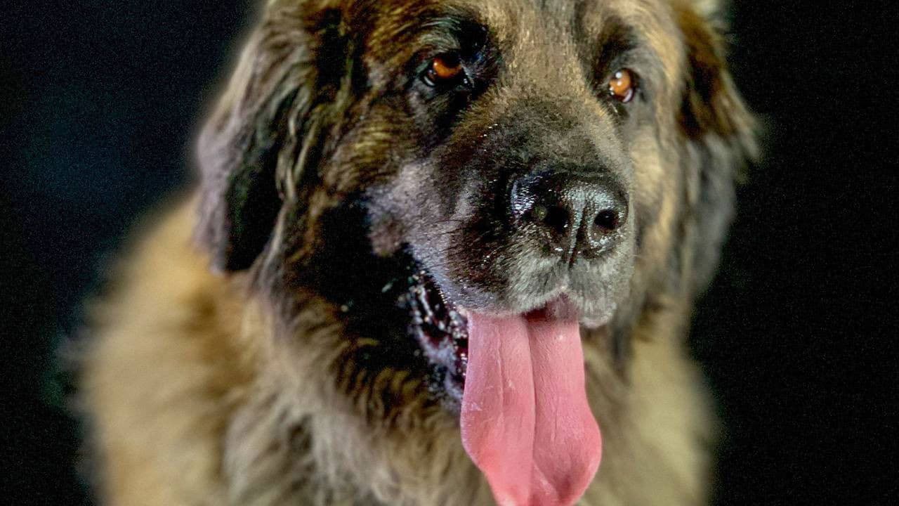 Wie der Hund die Welt eroberte